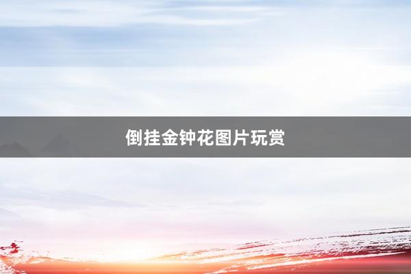 倒挂金钟花图片玩赏